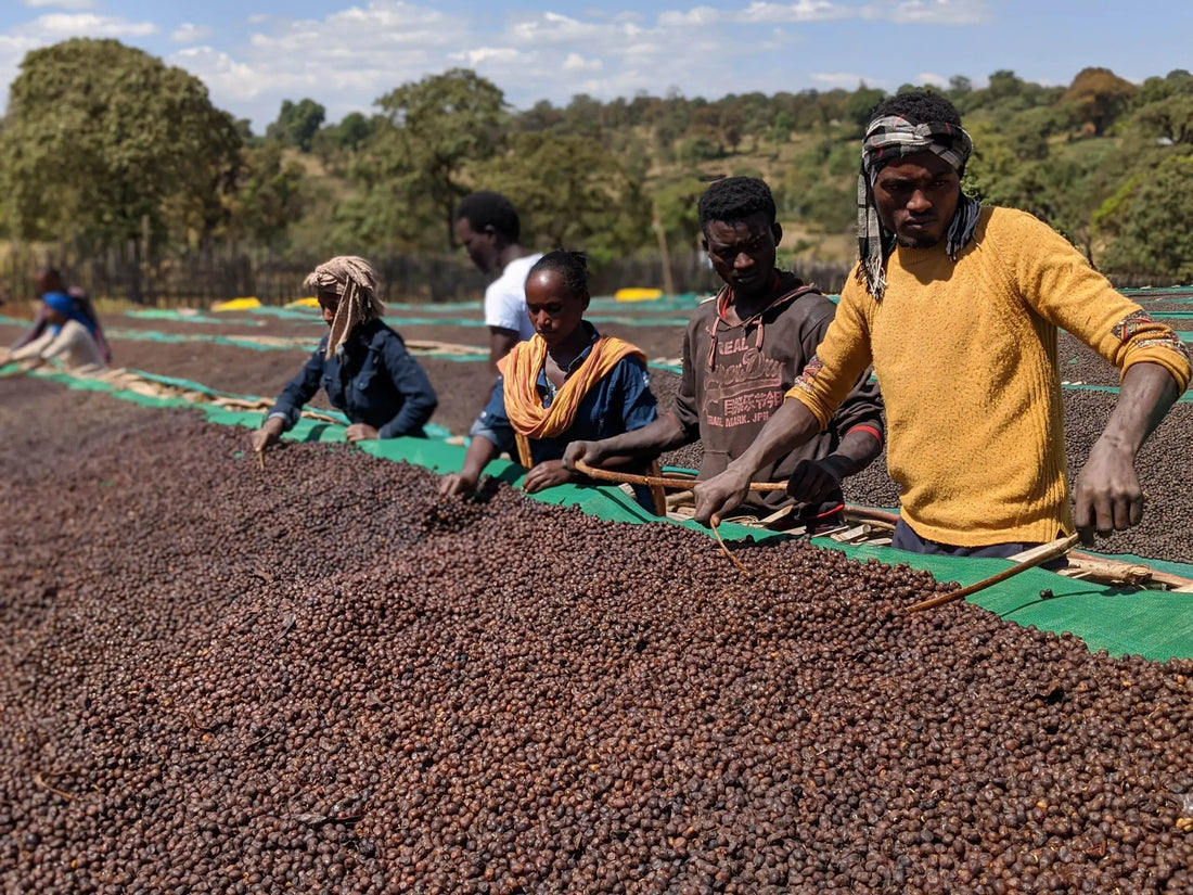 Ethiopia Sidamo coffee