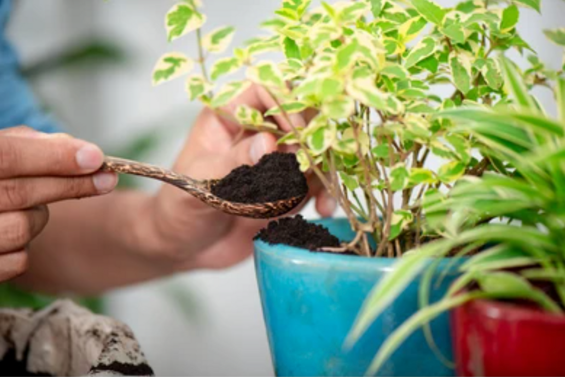 coffee grounds and plants