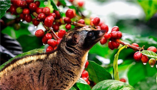 Poop Coffee Beans Peru