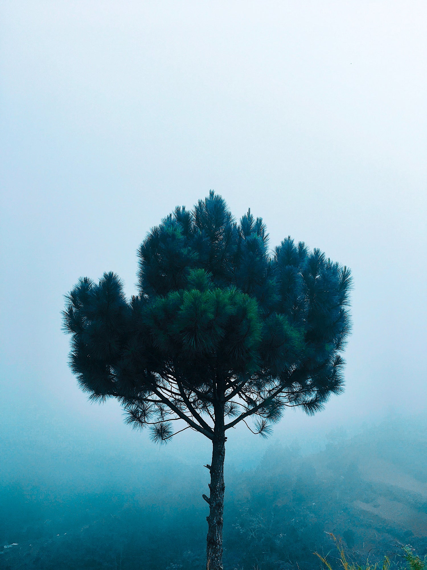 Nature tree fog